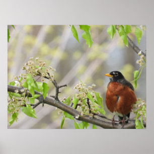 Poster Robin Americano e Primavera Blossoms
