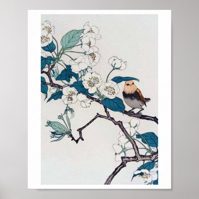 Poster Robin e Cherry Blossoms, Imao Keinen (Frente)