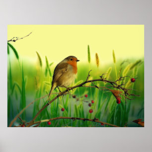 Poster Robin europeu