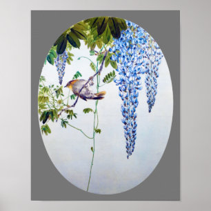 Poster Robin Japonês na Wisteria, Watanabe Seitei