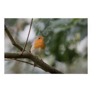 Póster Robin Nature Photo