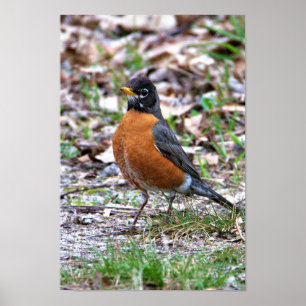 Poster Robin Photo