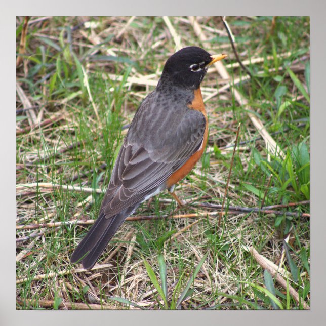 Poster Robin Photo Americano (Frente)