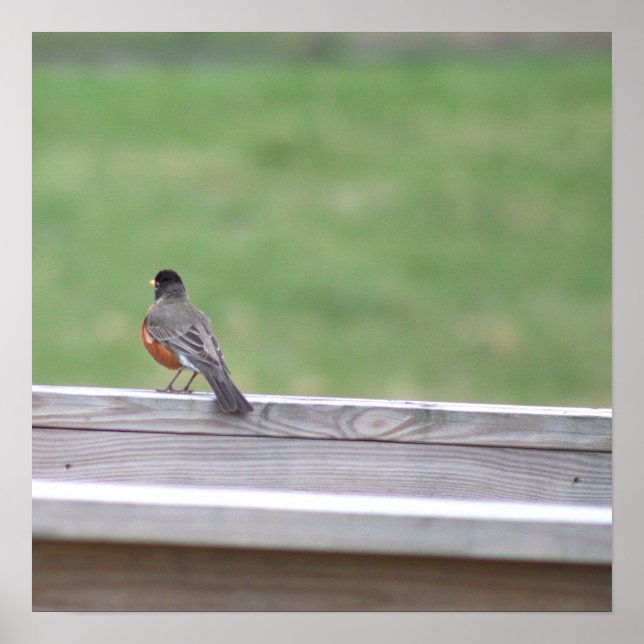 Poster Robin Photo Americano (Frente)