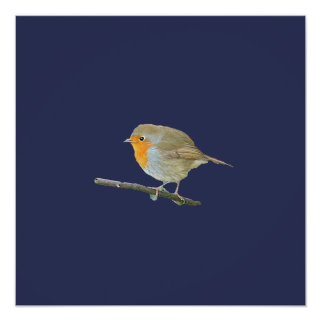 Póster Robin Redbreast Poster (Frente)