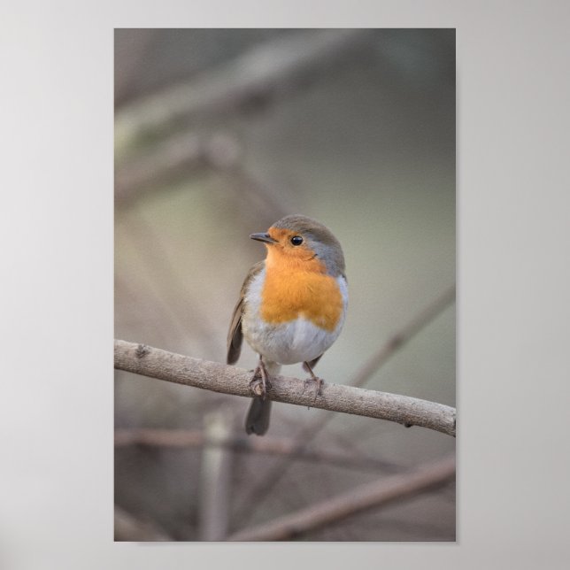 Poster Robin Wildlife Photo (Frente)
