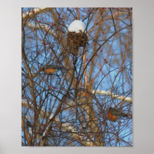 Poster Robins de inverno Snowy Nest