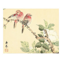 Robins e Peony japanese, arte das aves de flor da