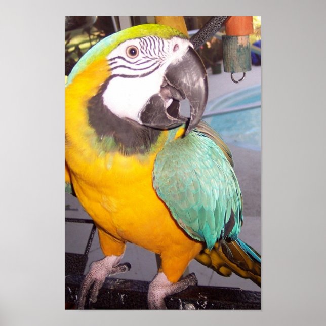 Poster Rocco (Frente)