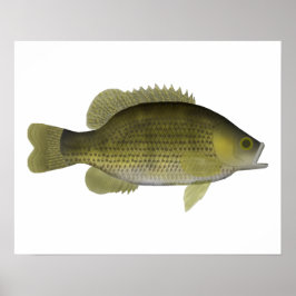 Poster Rock Bass