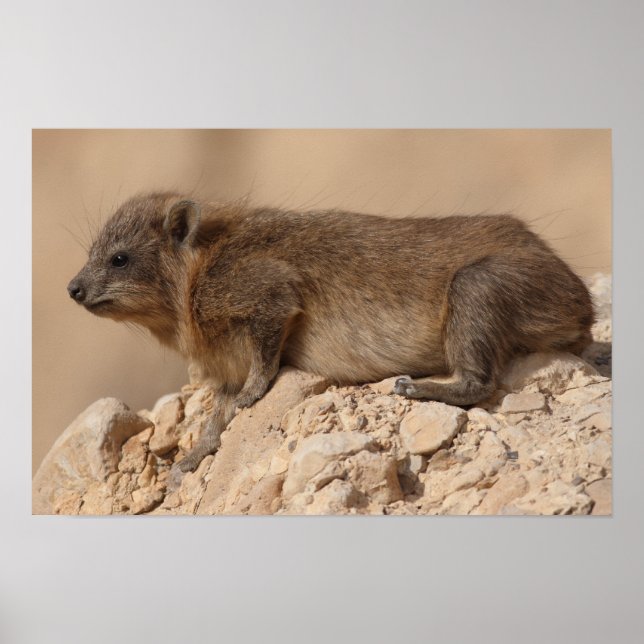 Poster Rock Hyrax (Frente)