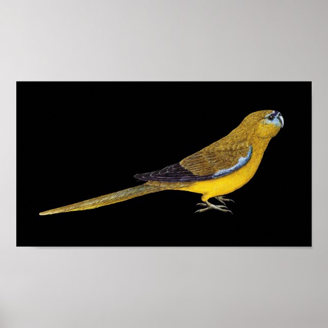 Póster Rock Parrot - Neophema petrophila (Frente)