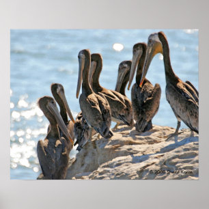 Póster Rock Pelicano