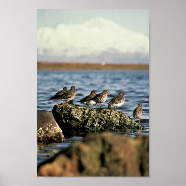 Poster Rock Sandpiper Flock (Frente)
