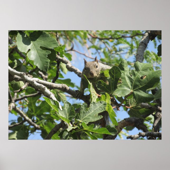 Póster Rock Squirrel (Frente)
