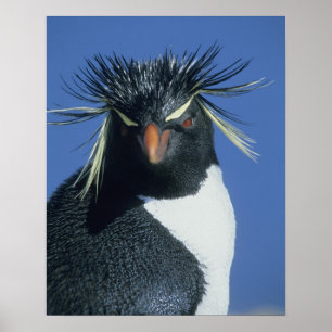 Póster Rockhopper Penguin (Eudyptes chrysocome)