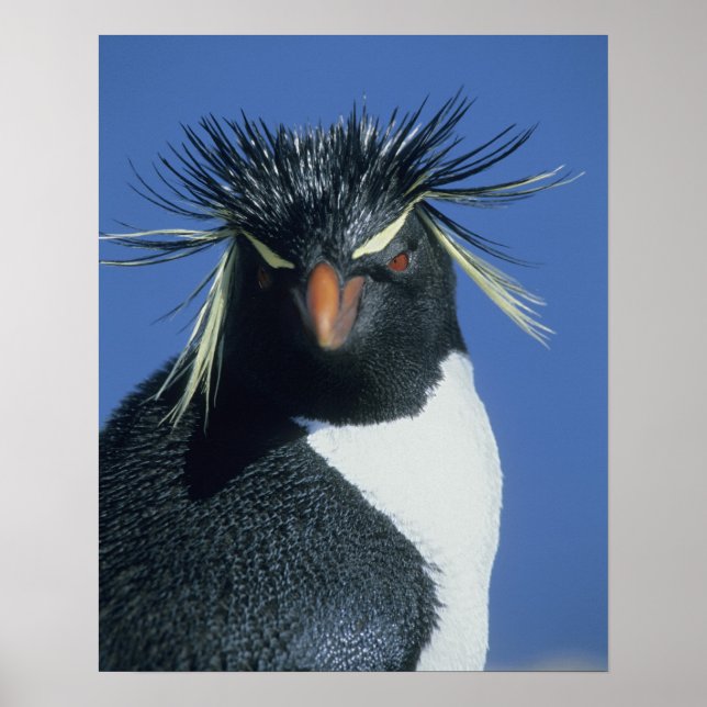 Póster Rockhopper Penguin (Eudyptes chrysocome) (Frente)