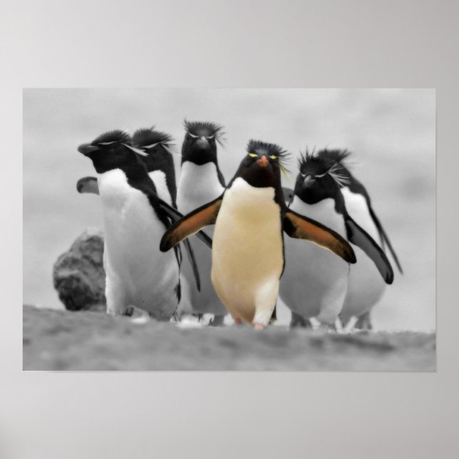 Poster Rockhopper Penguins (Frente)