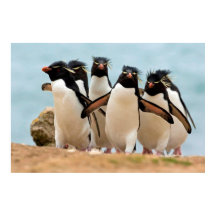 Poster Rockhopper Penguins de 8,99