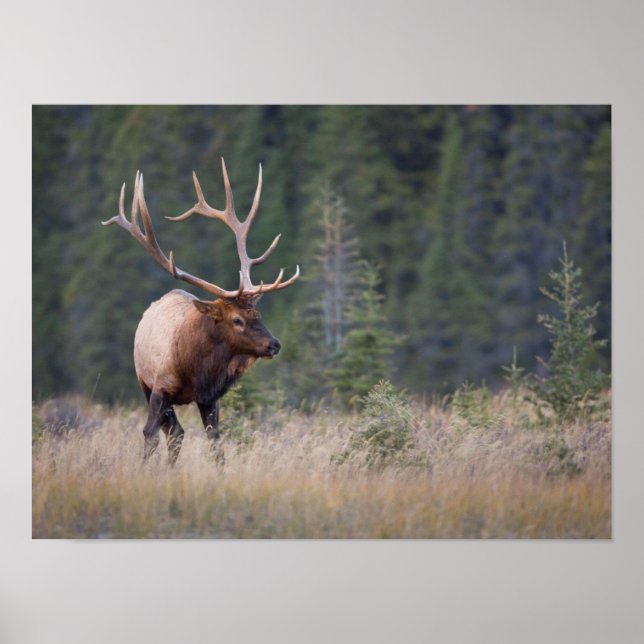 Póster Rocky Mountain Elk (Frente)