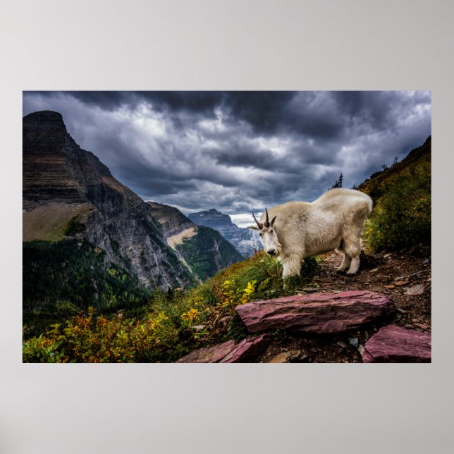 Poster Rocky Mountain Goat (Frente)