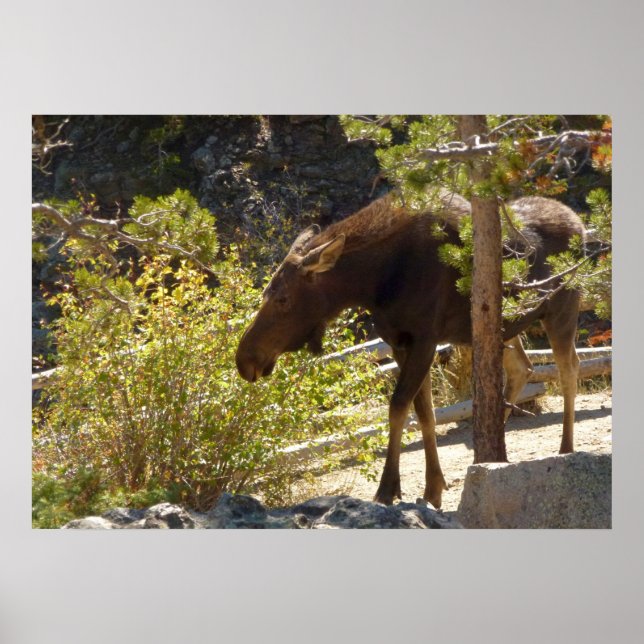 Poster Rocky Mountain Moose (Frente)