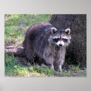 Póster Rocky, o Raccoon
