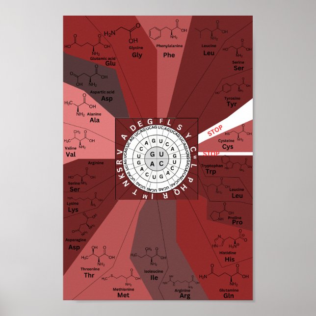 Poster Roda genética de códon dos aminoácidos em castanho (Frente)