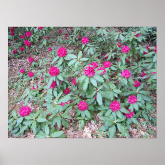 Poster Rododendro