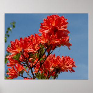Póster "Rododendro alaranjado "