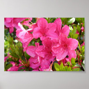 Póster Rododendros cor-de-rosa