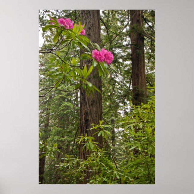 Póster Rododendros em flor com árvores de sequóia costeir (Frente)