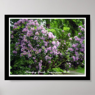 Póster Rododendros Roxos
