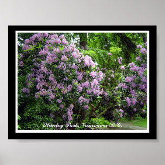 Póster Rododendros Roxos