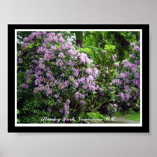 Póster Rododendros Roxos (Frente)
