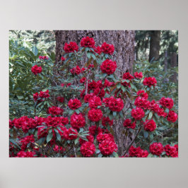 Póster Rododendros Vermelhos Profundos Florais Fotográfic