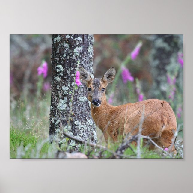 Poster Roe Deer (Frente)