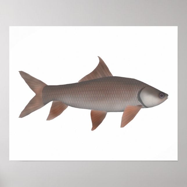 Poster Roho Labeo (Frente)