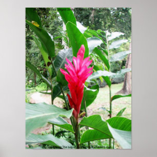 Poster Rojo de Jengibre (gengibre vermelho)