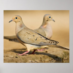 Poster Rola-carpideira