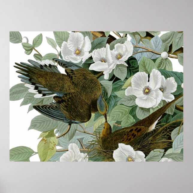 Poster Rola-de-carolina Audubon Pomba Rola Ave (Frente)
