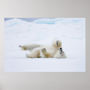 Poster Rolamento do urso polar na neve, Noruega
