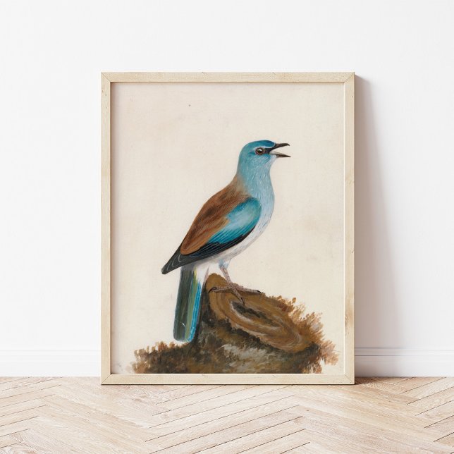 Poster Roller Garrulous | William Lewin (Criador carregado)