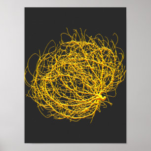 Poster RollinGolden Tumbleweed Planta Original