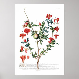 Poster Romã