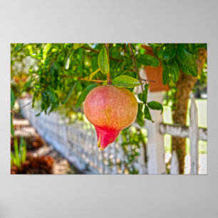 Poster Romã em Sonoma, Califórnia