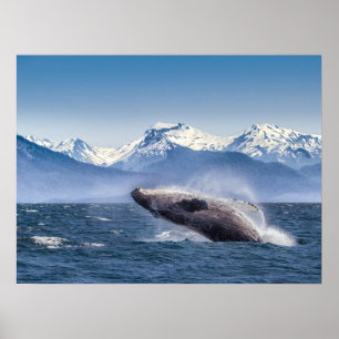Poster Rompendo a baleia de Humpback em Alaska