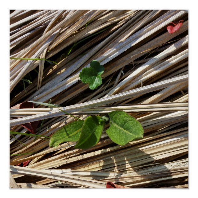 Póster romper (Frente)