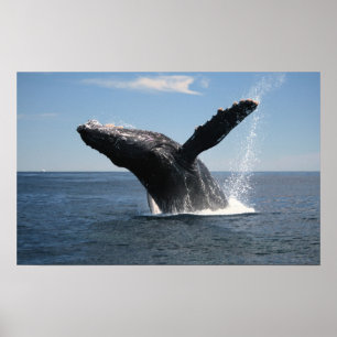 Póster Rompimento adulto da baleia de Humpback