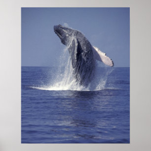 Poster Rompimento da baleia de Humpback (Megaptera
